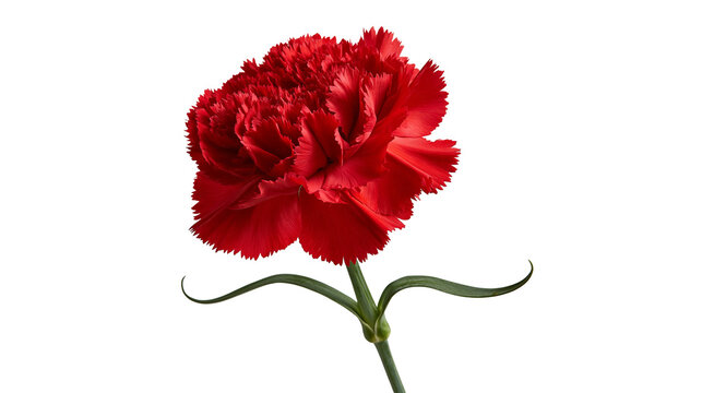 Vibrant red carnation flower with ruffled petals and green stem