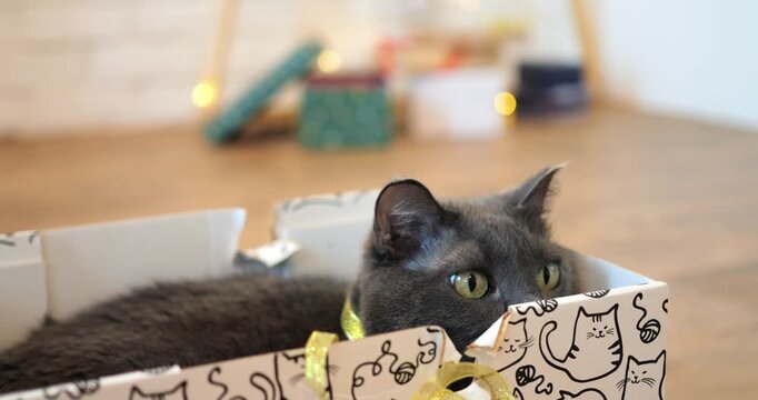 Playful grey cat sits comfortably within patterned cardboard box as second feline investigates curious companion, showing calm affection in living room setting. sheremetyevo international airport