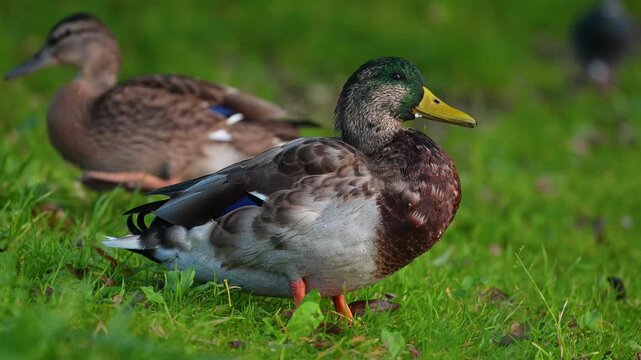 Wild mallard ducks feeding on a green grass lawn in calm windless weather during warm evening sunset sunlight outdoors. Beautiful cinematic wildlife scene of waterfowl birds searching for food. 