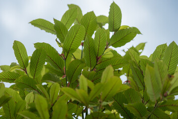 kratom tree leaves © ahmad