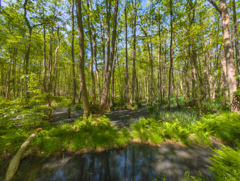 Naturwald Dar&szlig; Deutschland