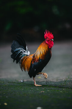 Bantam rooster walking gracefully with one leg raised, showcasing fine golden neck feathers, bright red crest, and black tail against moody green backdrop.