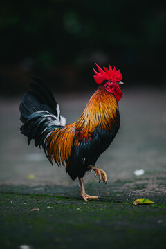 Full view of a bantam rooster stepping forward gracefully with red crest, shiny golden neck plumage, and curved dark tail feathers in dark background.