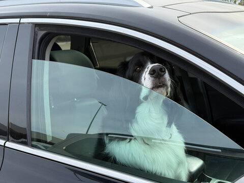Un chien attend dans une voiture avec la vitre baiss&eacute;e. Border collie.	
