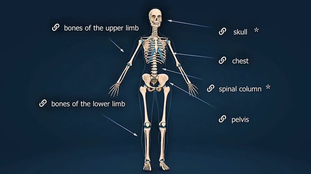 Human skeletal anatomy consists of bones, joints, cartilage, and ligaments that support and protect the body.