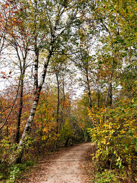 Un sentier dans la for&ecirc;t en automne, Qu&eacute;bec, Canada	
