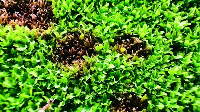 Lush green moss covering a weathered stone surface, with ants carrying eggs moving across the dense moss, creating a vivid natural scene with rich organic texture and wildlife detail.