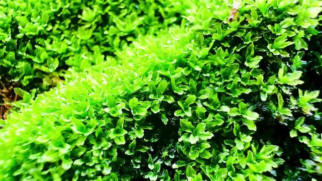 Lush green moss covering a weathered stone surface, with ants carrying eggs moving across the dense moss, creating a vivid natural scene with rich organic texture and wildlife detail.
