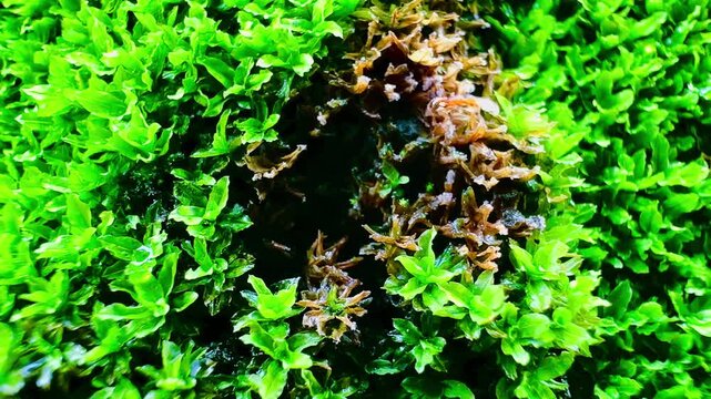 Lush green moss covering a weathered stone surface, with ants carrying eggs moving across the dense moss, creating a vivid natural scene with rich organic texture and wildlife detail.