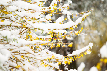 A close-up shot captures vibrant yellow forsythia blossoms blooming on slender branches that are lightly covered with a blanket of fresh white winter snow. The striking contrast between the bright gol © flysnow