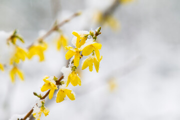 A close-up shot captures vibrant yellow forsythia blossoms blooming on slender branches that are lightly covered with a blanket of fresh white winter snow. The striking contrast between the bright gol © flysnow