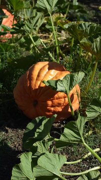 Vertical close up of a large ripe orange pumpkin sitting among its vine in a pumpkin patch, its broad green leaves rustling and casting shifting shadows as they move in the wind.