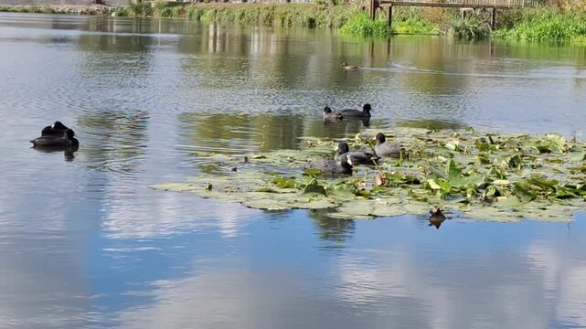 A flock of *Fulica atra* (Eurasian coots) swimming on a small village lake amidst green duckweed