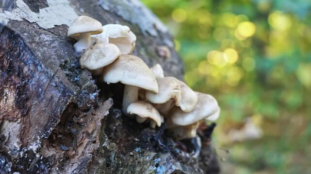 Cluster of oyster mushrooms with cream caps grows on a decaying tree stump in autumn.
