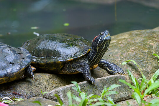 Red eared slider turtle resting on a wet rock near pond