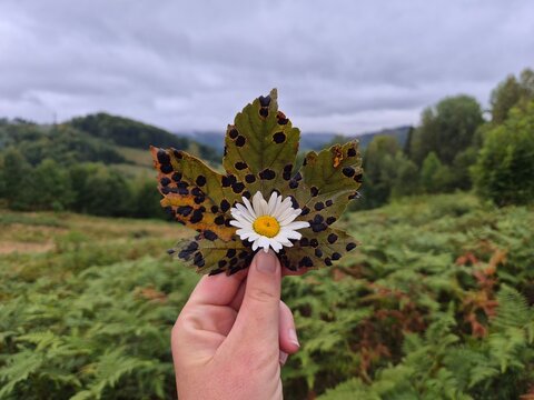 Sycamore leaf with tar spot fungus, Rhytisma acerinum and chamomile flower