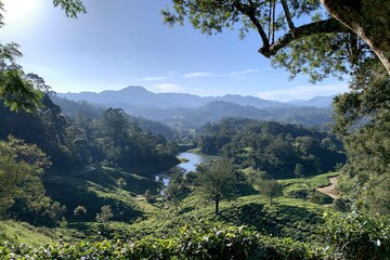 Fototapeta premium Lush green tea plantations on rolling hills with mountains