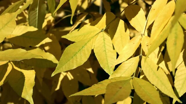 Closeup of golden yellow ash tree compound leaves with visible veins lit by autumn sunlight.