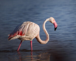 Elegant profile and close-up sequence of a greater flamingo Phoenicopterus roseus standing and preening in calm, deep blue water. Detailed wildlife portraiture showcasing water droplets on its white f © Alessandro Ferro