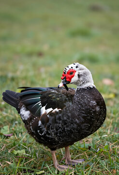 Wildlife conservation and biodiversity, muscovy duck standing in green grass, nature photography of exotic bird with red caruncle in natural habitat