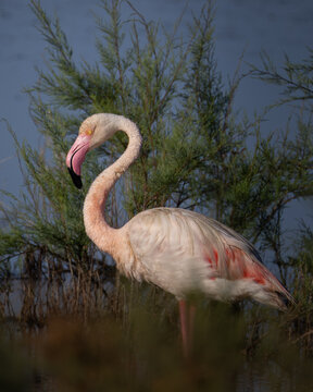 Sequence of a greater flamingo Phoenicopterus roseus standing and wading in shallow marshland water in front of green tamarisk bushes. Close-up profile shots showcasing detailed feather textures.