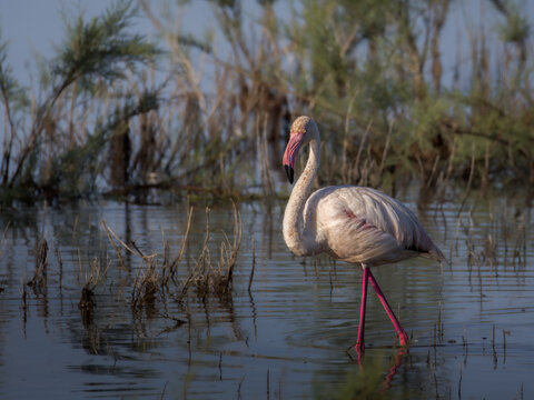 Sequence of a greater flamingo Phoenicopterus roseus standing and wading in shallow marshland water in front of green tamarisk bushes. Close-up profile shots showcasing detailed feather textures.