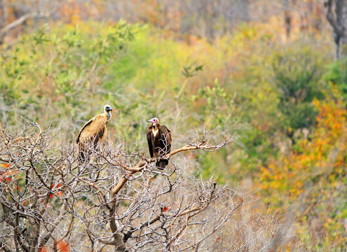 A white backed Vulture and a Hooded Vulture perched in a bare tree in Victoria Falls National Park, Zimbabwe.  Both species are critically endangered species