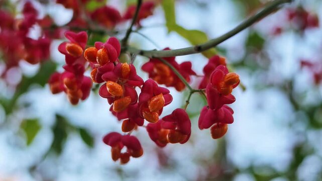 Pink euonymus fruit capsules burst open to reveal orange seeds on a branch in autumn.