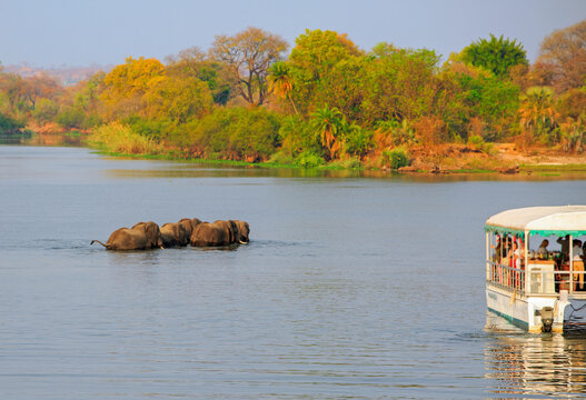 Elephants swimming across the Zambezi River to the opposite riverbank, with a tour boat in the foreground. Zambezi National Park, Zambia-Zimbabwe Border.