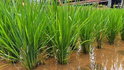 Obraz premium Green Rice Plants Growing in a Muddy Paddy Field