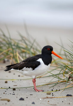 Biodiversity and wildlife conservation, eurasian oystercatcher standing on sandy beach with coastal dune grass in natural habitat during spring season