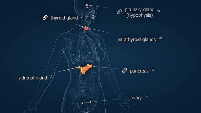 The human endocrine system uses glands and hormones to regulate growth, metabolism, and reproduction.