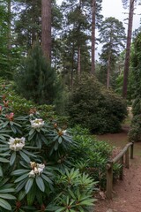 Fototapeta premium Rhododendron flowers bloom beside a forest path with pine trees