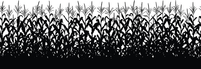 Fototapeta premium Black corn field silhouette, maize plant stalks and leaves border, agricultural crop vector illustration, organic farm harvest landscape