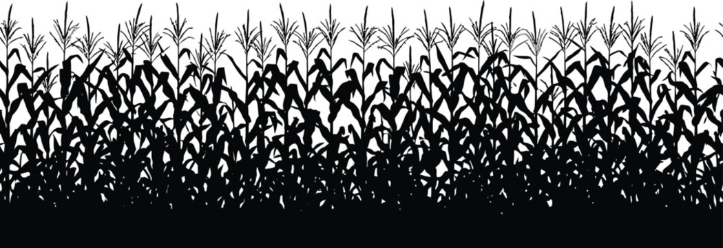 Black corn field silhouette, maize plant stalks and leaves border, agricultural crop vector illustration, organic farm harvest landscape