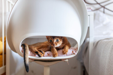 Adorable Abyssinian cat resting inside modern office chair. Сomfort, pet lifestyle, modern home interior, bond between humans and their feline companions. © Natallia