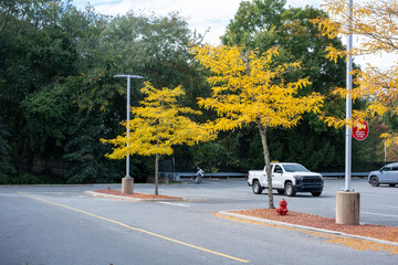 Parking lot with autumn yellow trees and white pickup truck © Maxwell