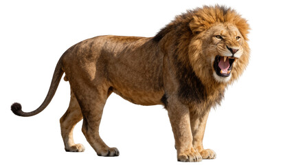 Majestic male lion roaring with open mouth, isolated on transparent background © png space