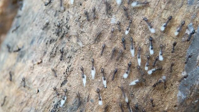 Macro of a dense colony ants insect carrying white eggs across a rough tree bark surface