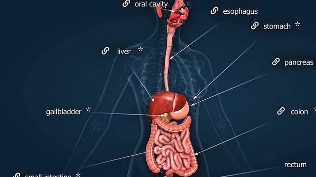 The human gastrointestinal system digests food, absorbs nutrients, and eliminates solid waste from the body.