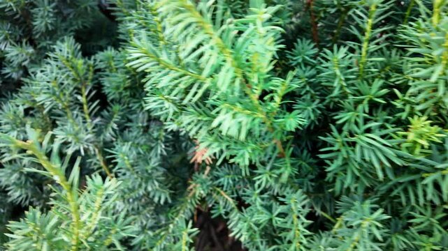 Fresh evergreen yew tree branches with dense needle foliage