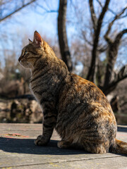 Side profile portrait of an attentive brown tabby cat sitting upright on a wooden boardwalk platform and looking away with bare winter park trees blurred in the background. © Christos
