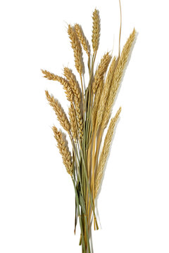 Bunch of Golden Ripe Wheat Spikes Isolated on White