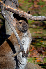Wallaby is any animal belonging to the family Macropodidae that is smaller than a kangaroo and hasn't been designated otherwise. © Daniel Meunier
