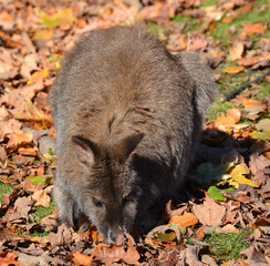 Wallaby is any animal belonging to the family Macropodidae that is smaller than a kangaroo and hasn't been designated otherwise. © Daniel Meunier