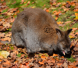 Wallaby is any animal belonging to the family Macropodidae that is smaller than a kangaroo and hasn't been designated otherwise. © Daniel Meunier