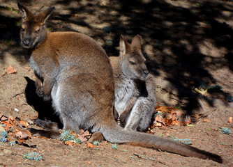 Wallaby is any animal belonging to the family Macropodidae that is smaller than a kangaroo and hasn't been designated otherwise. © Daniel Meunier