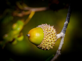 Acorn on Oak Tree Branch © Miguel Ángel RM