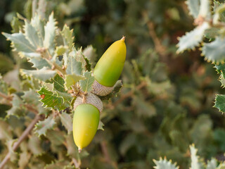 Two Acorns on Oak Branch in Nature © Miguel Ángel RM