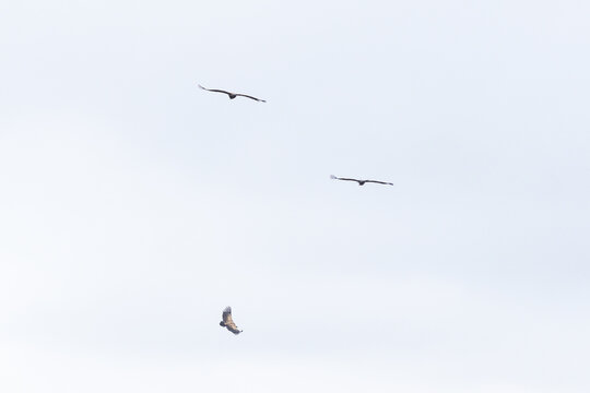 Three griffon vultures soaring high in flight against open overcast sky